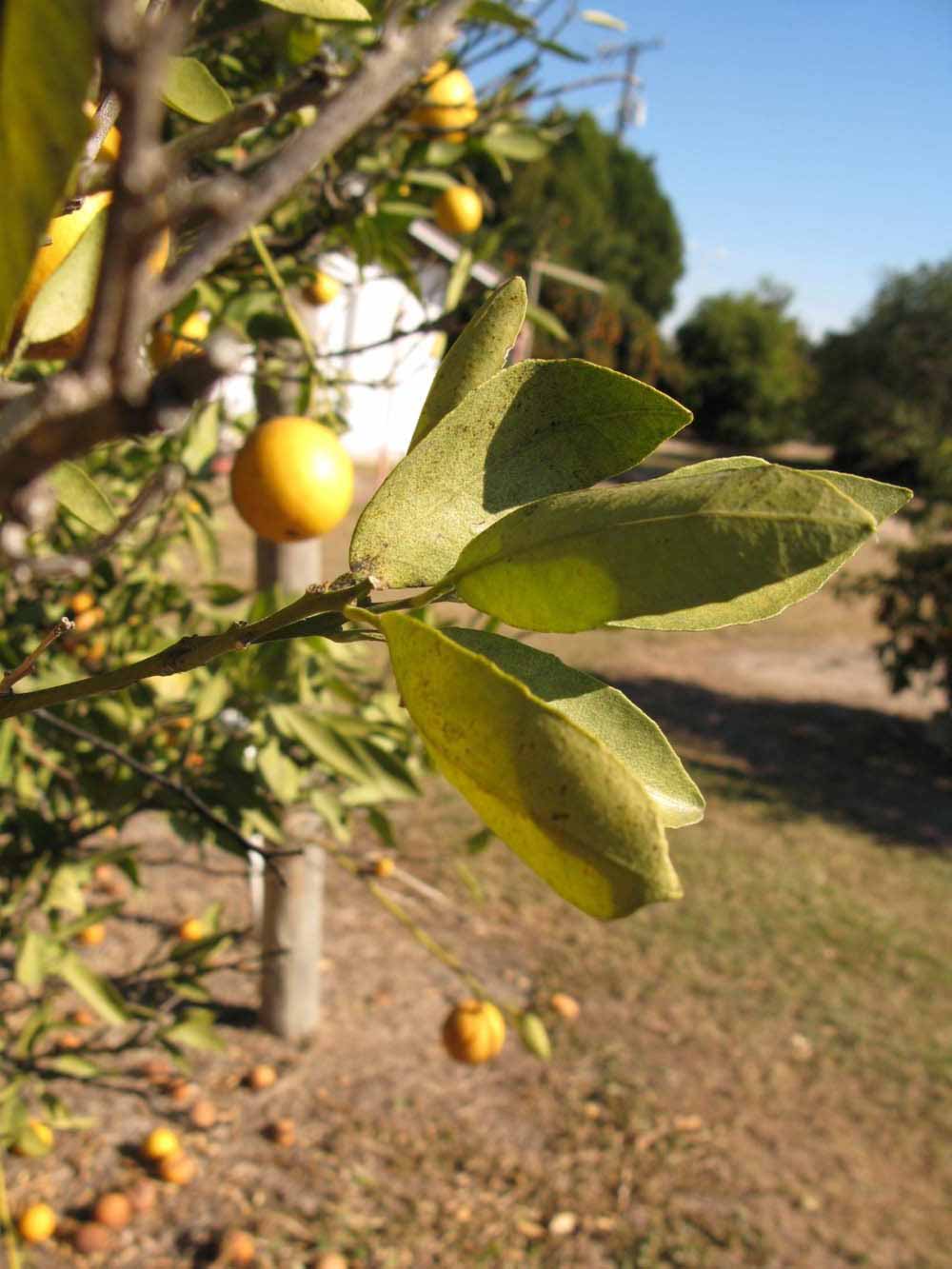            Sun leaves (Winter Haven, FL)   